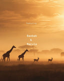 Unscented Savannah Silk Body Oil